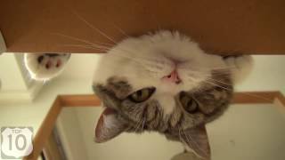 Как коты пукают:D Как коты пукают:D