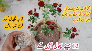 Best natural fertilizer for rose plant | Gulab k pode ki growth barhane wali khad | Free fertilizer.