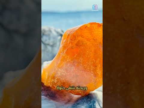 العنبر شورتس