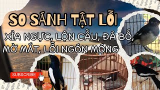 Choè Than Bị Tật Lỗi - Đâu Là Lỗi Chí Mạng Khiến Chim Không Thể Chơi?