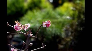 Bach · Gounod - Ave Maria [Violin & Piano]