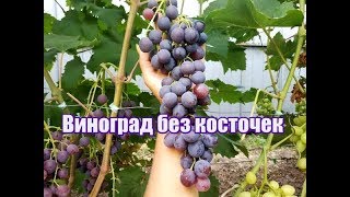 Виноград Брависсимо Описание Сорта Фото