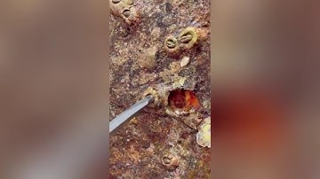 Pt 4 Harlow’s Final Barnacle Removal! ⚠️🐢