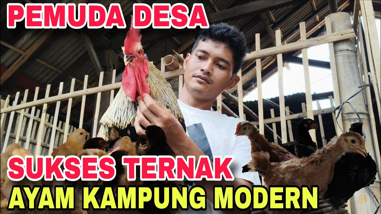 SUKSES Ternak Ayam Kampung Modern