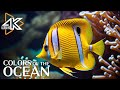 The Beauty of the Sea 4K 🐠 The Graceful Forms of Marine Life - Stress And Anxiety Relief #3