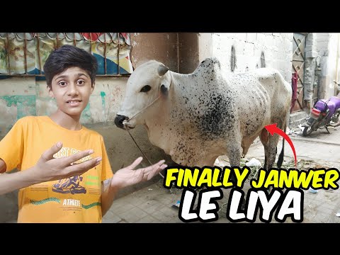 Alhumdulillah , I bought a Cow For Qurbani !