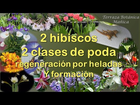 2 hibiscos 🌺. 2 tipos de PODA ✂️ . Poda de REGENERACIÓN por HELADAS🐧 y PODA de FORMACIÓN.