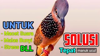 Suara Burung Tekukur ini Khusus Pancingan Yang Macet Bunyi Malas Bunyi, Langsung Manggung