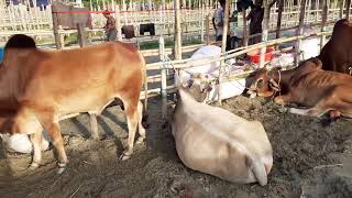 Tajgoan Cow Hat 2K19 Funny Song