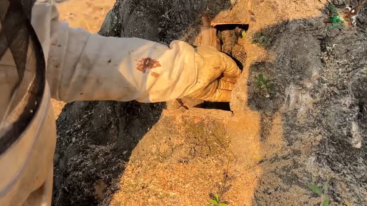 Zeytin kovuğundan doğal bal alımı