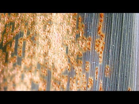 Video: What Is Corn Brown Spot: Lär dig om Physoderma Brown Spot Control