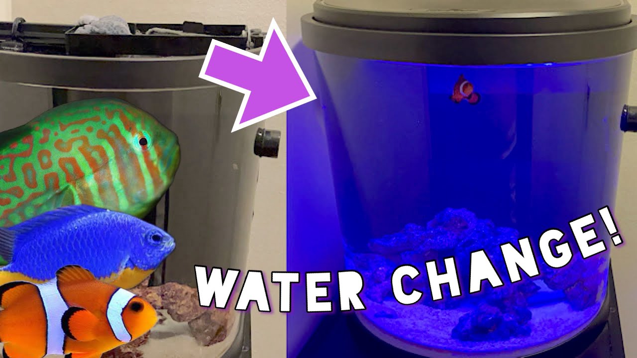 Image showcasing Nano REEF Tank Water Change with NEW Fish? (No Skimmer) - YouTube