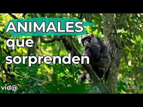 ¡Increíble! Animales con Habilidades Sorprendentes como los Humanos #animales