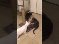 Funny Cats Playing