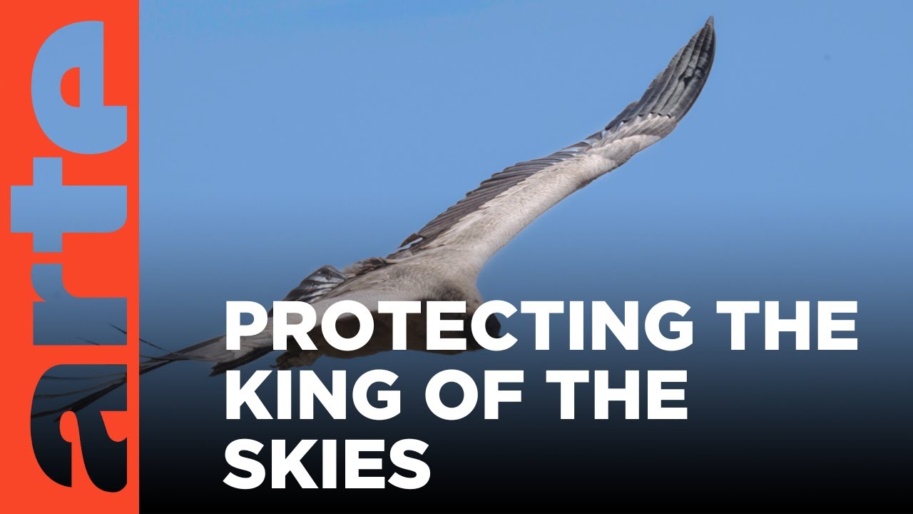Argentina: Saving the Condor