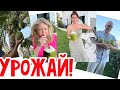 Жуй кокосы, ешь бананы…  #натальяфальконе #сша #usa