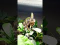 he hates me 🥲🙄🥴 #chameleon #alwaysmad #bigguy #alwaysanangryboy #followme