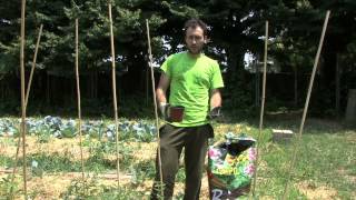 Coltivazione pomodori: concimazione e rincalzatura
