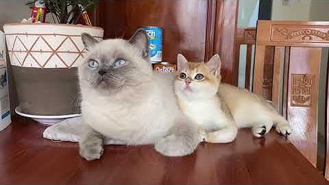 2 Anh em cùng cha khác ông nội 😅 #tiemmeosen #senoithuongem