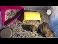 My pet california quails alvin and quasi in their home box