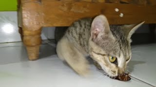 CAT VS COCKROACH | CAT EATS COCKROACH ALIVE | COCKROACH WILL NOT GIVE UP