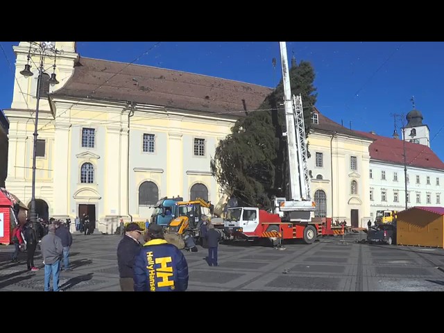 VIDEO FOTO – Bradul de Crăciun ”ancorat” în Centrul Sibiului. Are peste 20 de metri 2 video