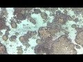 Exploring Beneath the Waves Quiz