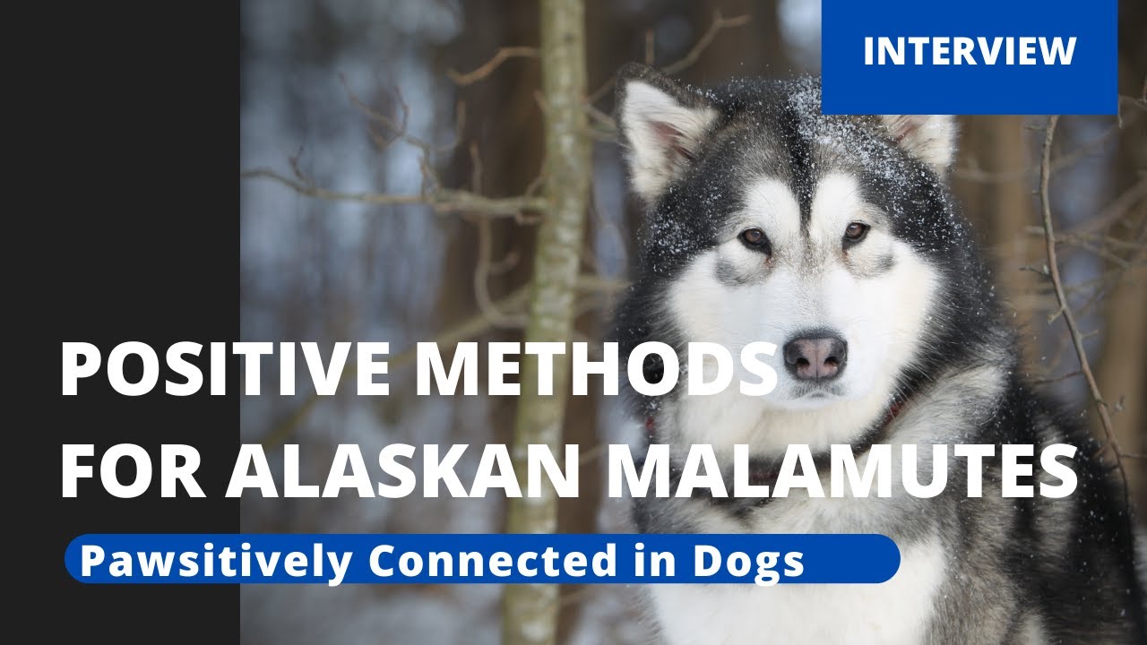 Positive Training Methods for Alaskan Malamutes