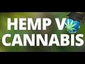 Hemp V. Marijuana - comparison and difference Hemp V. Marijuana - comparison and difference