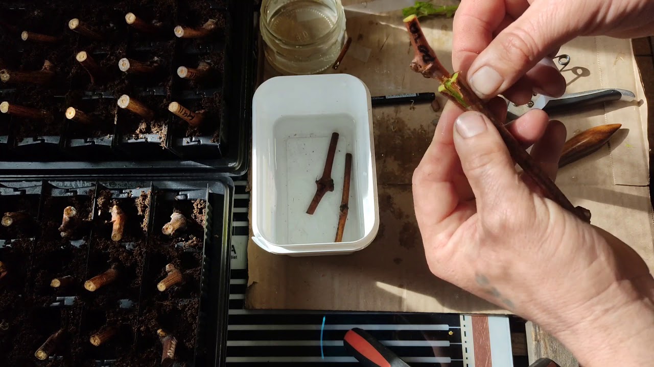 Настольная прививка винограда12.03.21