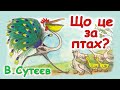 АУДІОКАЗКА НА НІЧ - "ЩО ЦЕ ЗА ПТАХ?" В.Сутєєв | Аудіокнижки для дітей українською | Слухати онлайн