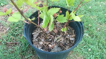 How to Propagate Blackberries by Tip Rooting