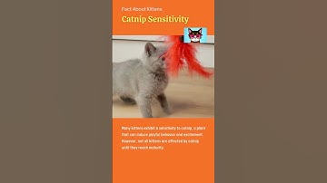 Catnip Sensitivity Unveiled