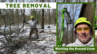 Tree Removal - Working the Ground Crew