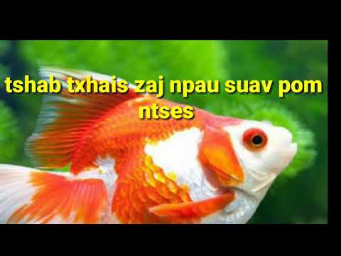 Video: Iav perch - Aquarium ntses