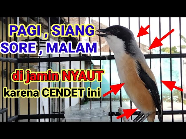 kicau suara cendet gacor ARECARE pancingan burung pentet malas bunyi JADIKAN gacor NYAUT SEKETIKA class=