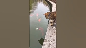 Een kat die in de vijver vist en brood gebruikt om de vissen naar de oever te lokken