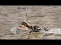 Birds with Arms | KANMASS