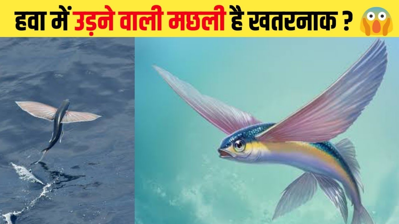 दुनिया में ऐसी मछली जो हवा में उड़ती है😱 Amazing facts about fish in