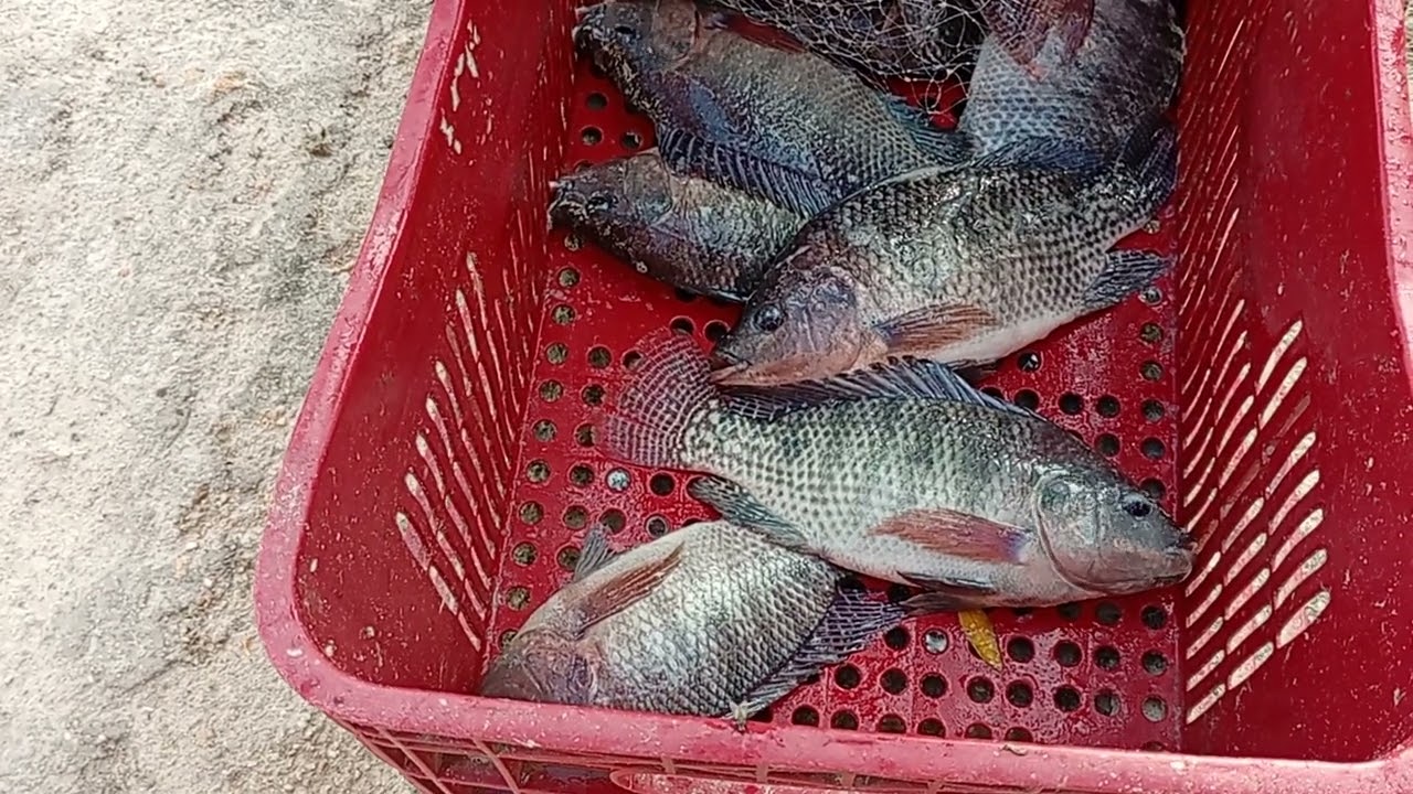 Seu roque colocando ração pra os 🐠🐟🐠 e tentando pegar mais peixes 🐟🐠 no berçário 