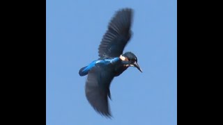 カワセミ_82_多摩川_Kingfisher_4K