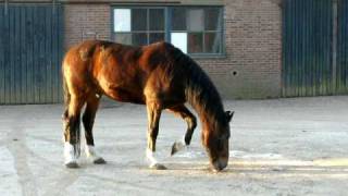 Hackney horse William showing remarkable behaviour at the place of his deceased comrade