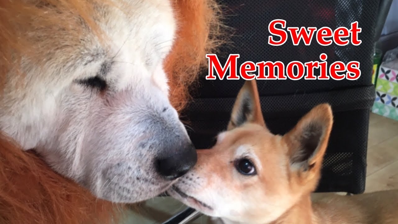 今9匹の犬猫大家族が秋田犬とミックスの2匹だった頃 Youtube 今9匹の犬猫大家族が秋田犬とミックスの2匹だった頃 Youtube
