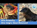 One Friendly One Angry Seal Rescued