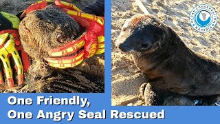 One Friendly, One Angry Seal Rescued