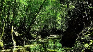 Amazing sounds of nature. birds chirping. Relax with the sounds of the forest. Water sound. ASMR