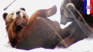 Бурые медведи-геи открыли для себя оральный секс Бурые медведи-геи открыли для себя оральный секс