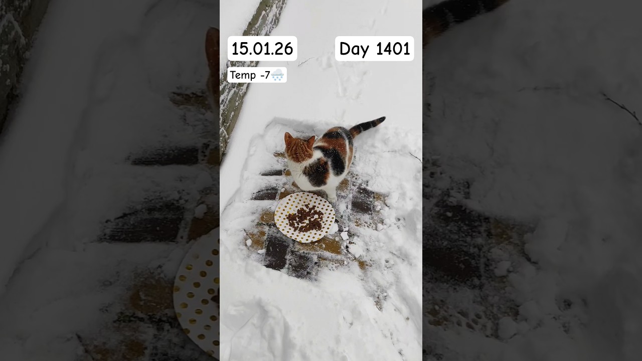 #cat 15.01.26 #fromkhersonua #cute #kitten #arfa #fluffy