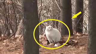 Брошенный кот ждал хозяина в лесу, толстея без еды, но дальше всё стало ясно!