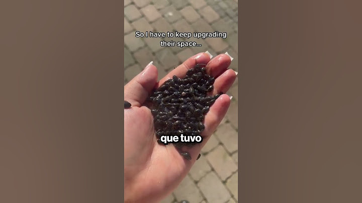 Este tipo ha creado un ejército gigantesco de ranas 🥚🐸